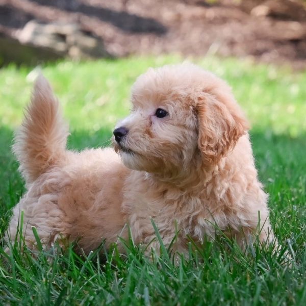 F1 Maltipoo Puppy for Sale