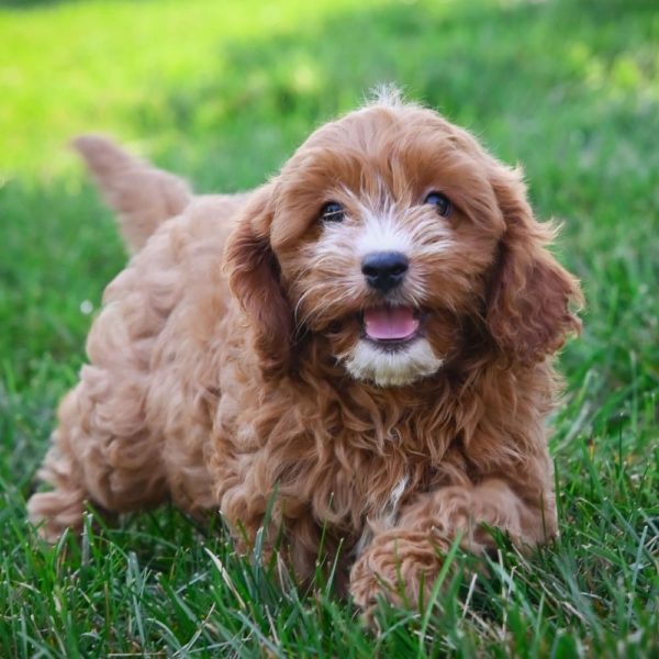 F1 Cavapoo Puppy for Sale