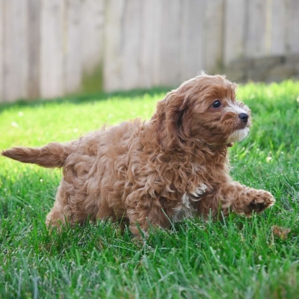 F1 Cavapoo Puppy for Sale