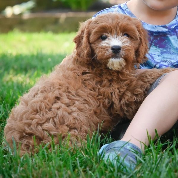 F1 Cavapoo Puppy for Sale