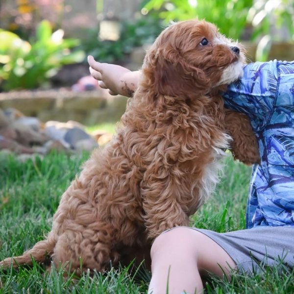 F1 Cavapoo Puppy for Sale