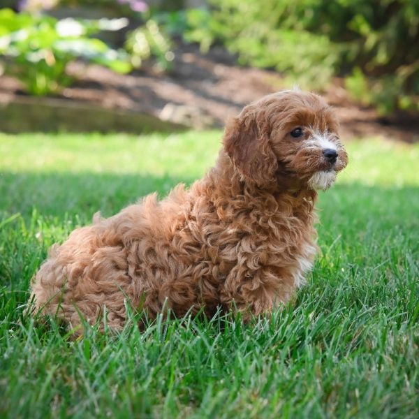 F1 Cavapoo Puppy for Sale