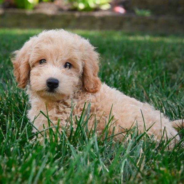 F1 Maltipoo Puppy for Sale