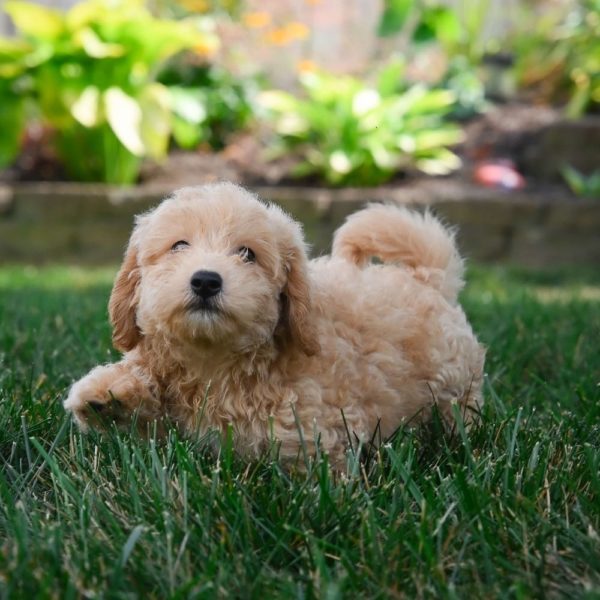 F1 Maltipoo Puppy for Sale