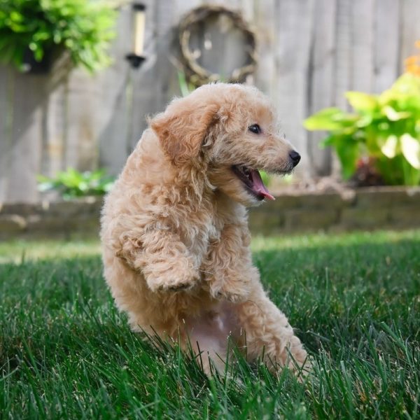 F1 Maltipoo Puppy for Sale