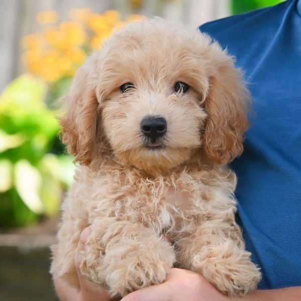 F1 Maltipoo Puppy for Sale