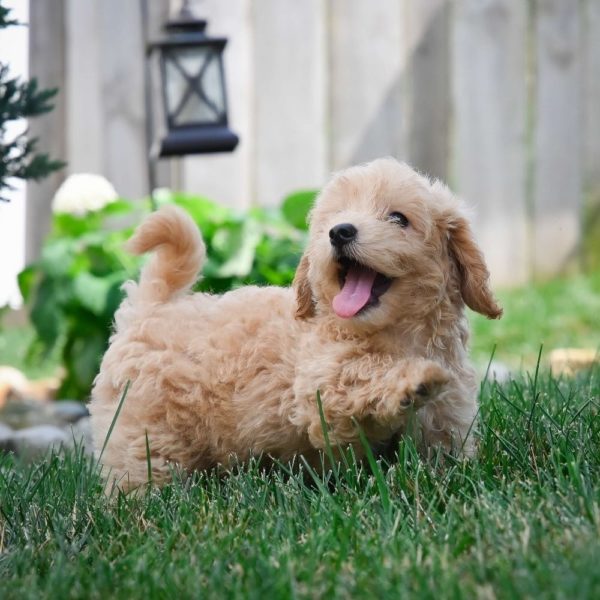 F1 Maltipoo Puppy for Sale