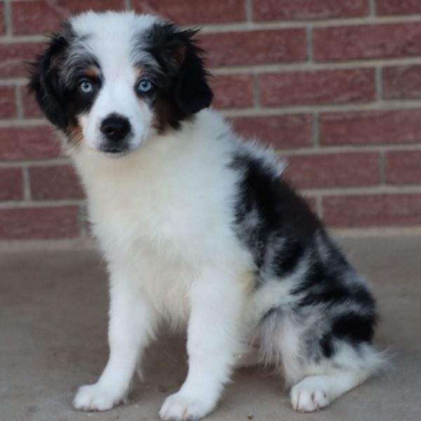 Miniature Australian Shepherd Puppy for Sale