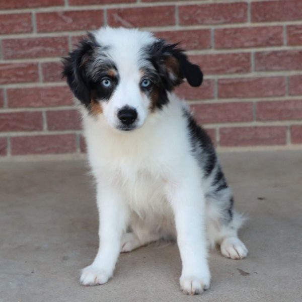 Miniature Australian Shepherd Puppy for Sale