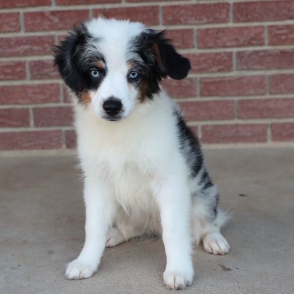 Miniature Australian Shepherd Puppy for Sale