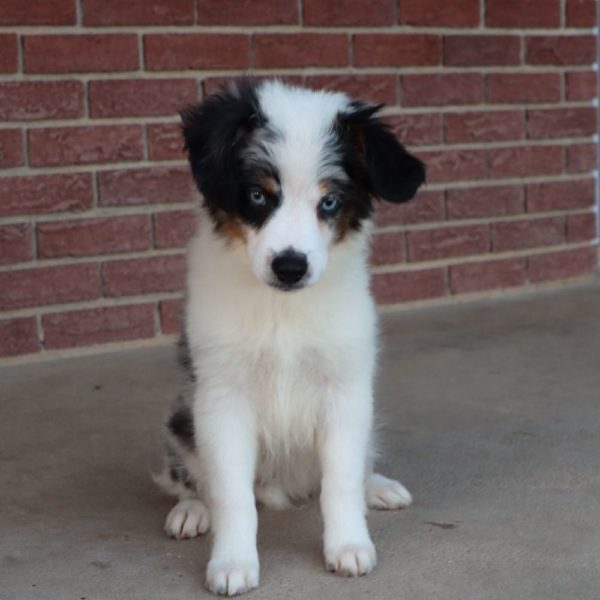 Miniature Australian Shepherd Puppy for Sale