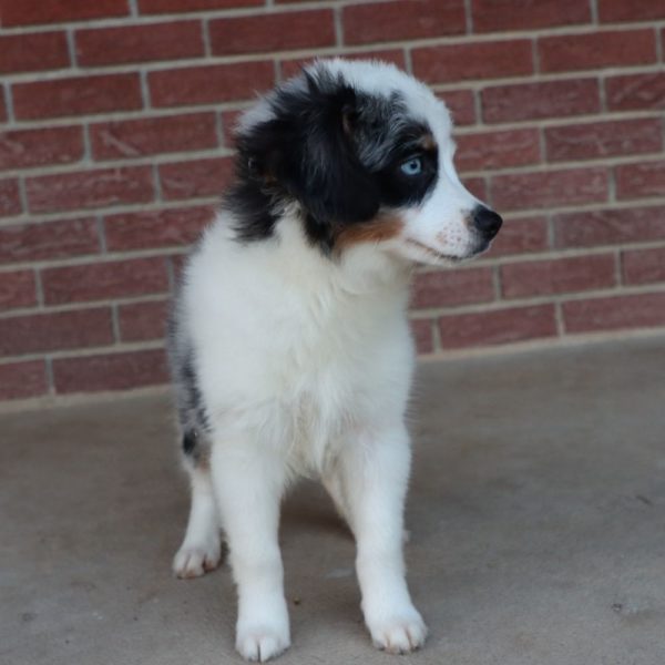 Miniature Australian Shepherd Puppy for Sale