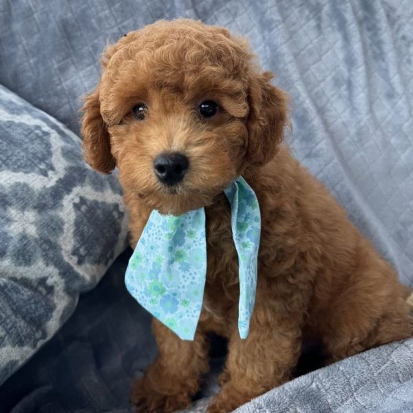 Toy Poodle Puppy for Sale