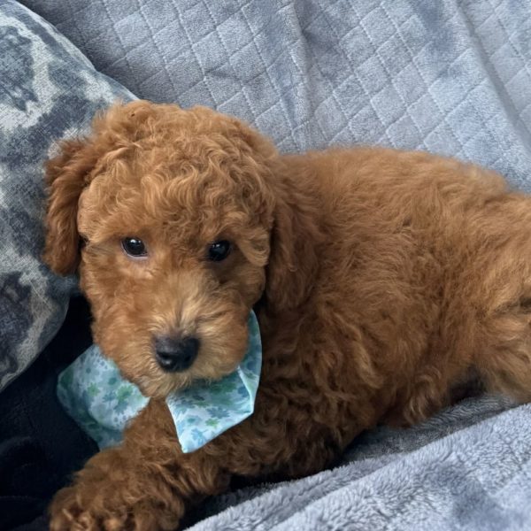 Toy Poodle Puppy for Sale