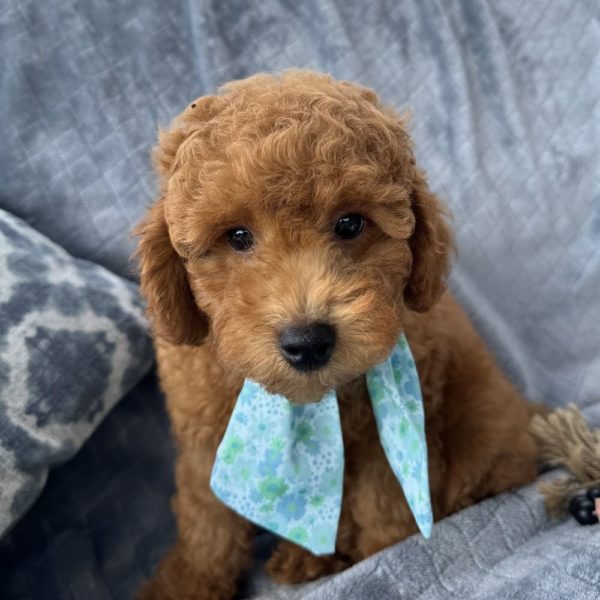 Toy Poodle Puppy for Sale