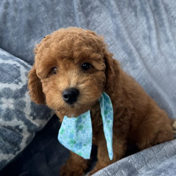 Toy Poodle Puppy for Sale