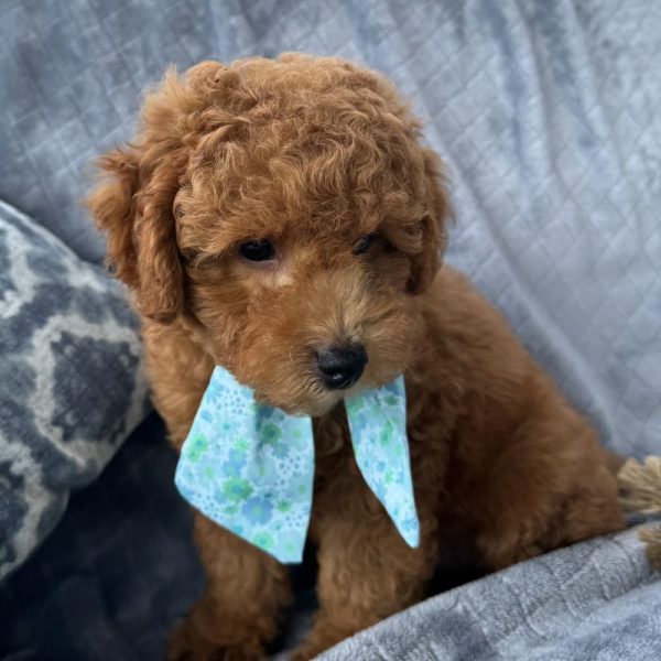 Toy Poodle Puppy for Sale