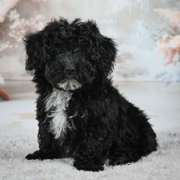 F1 Maltipoo Puppy for Sale