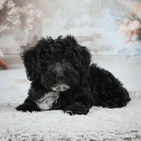 F1 Maltipoo Puppy for Sale