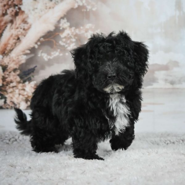 F1 Maltipoo Puppy for Sale