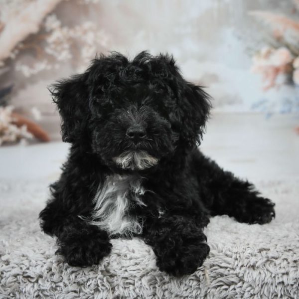 F1 Maltipoo Puppy for Sale