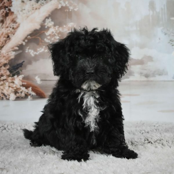 F1 Maltipoo Puppy for Sale