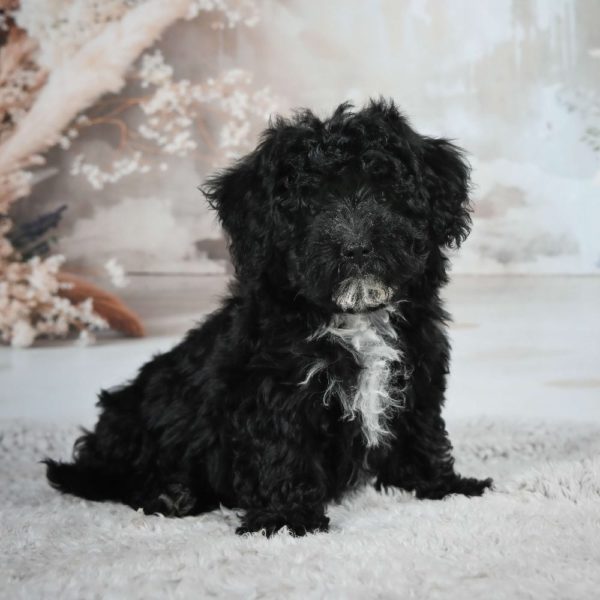 F1 Maltipoo Puppy for Sale