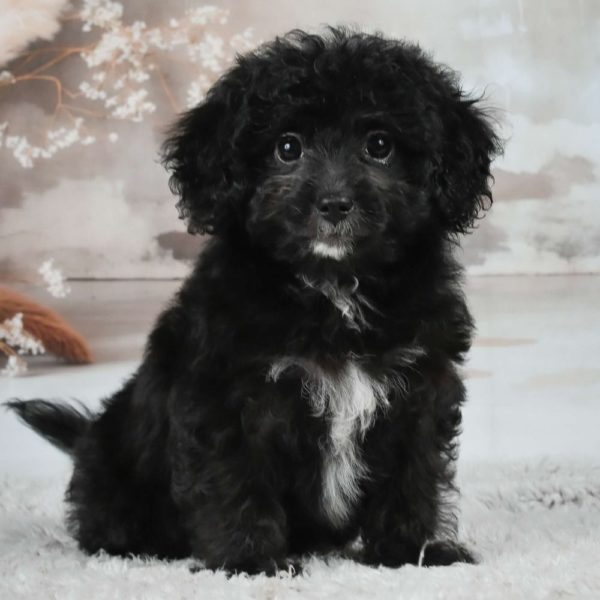 F1 Maltipoo Puppy for Sale