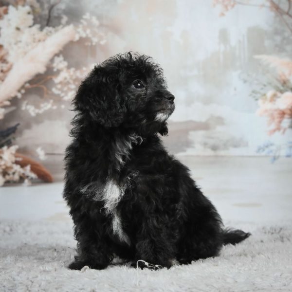 F1 Maltipoo Puppy for Sale