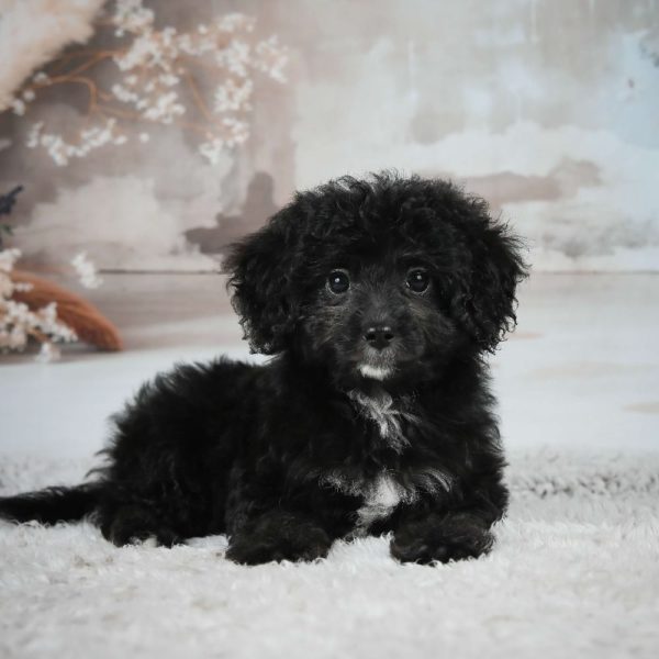 F1 Maltipoo Puppy for Sale