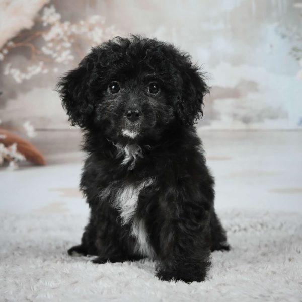 F1 Maltipoo Puppy for Sale