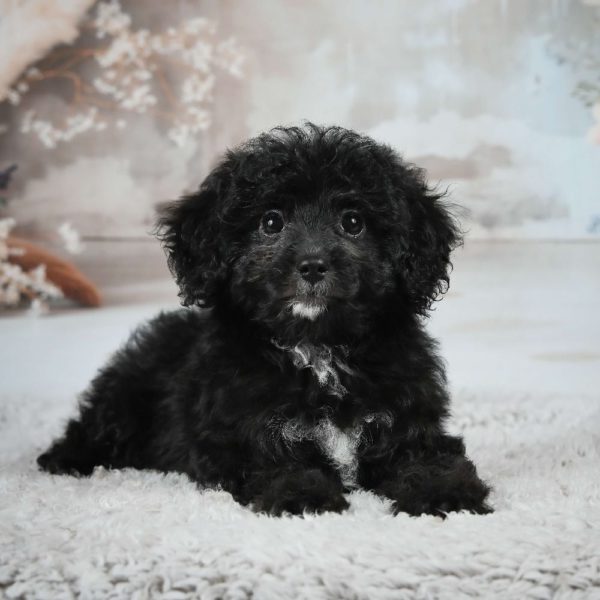 F1 Maltipoo Puppy for Sale