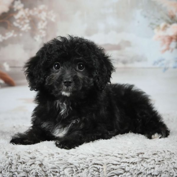 F1 Maltipoo Puppy for Sale