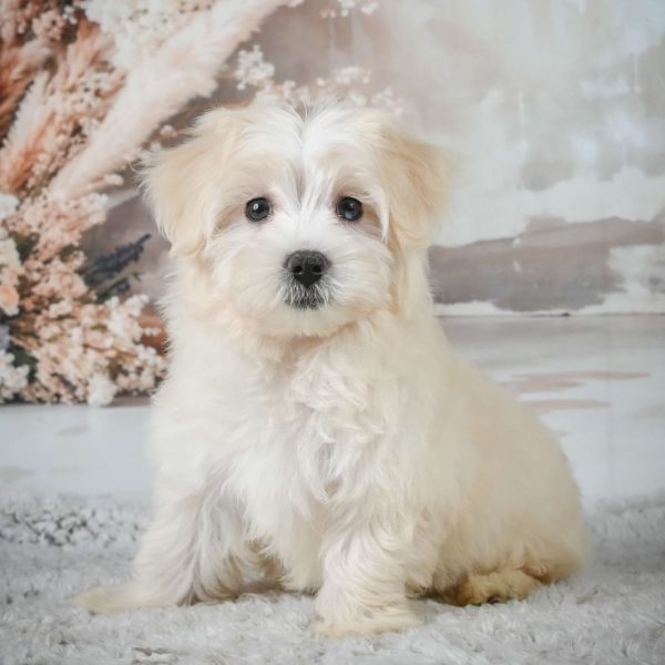 F1 Maltipoo Puppy for Sale