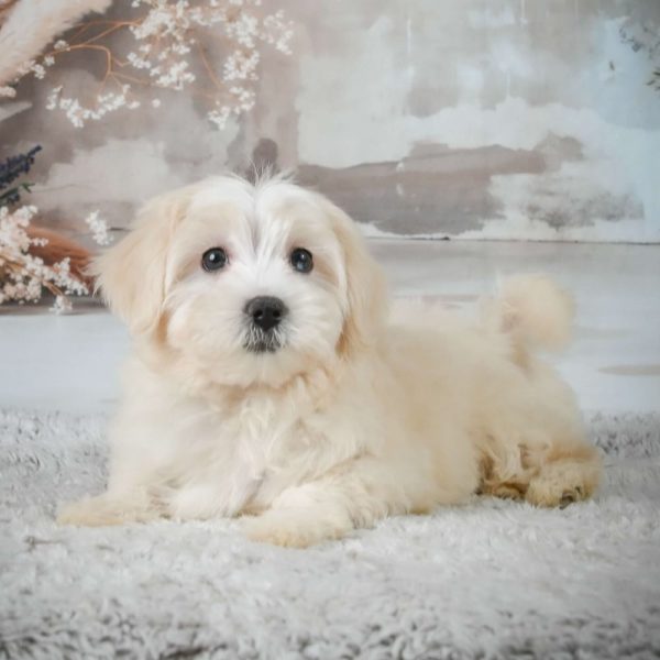 F1 Maltipoo Puppy for Sale