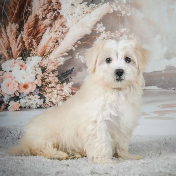 F1 Maltipoo Puppy for Sale