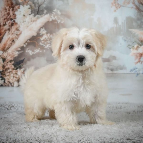 F1 Maltipoo Puppy for Sale