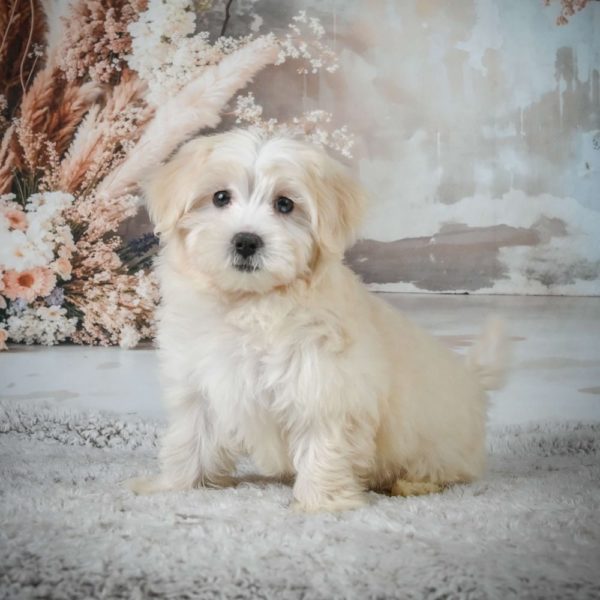 F1 Maltipoo Puppy for Sale