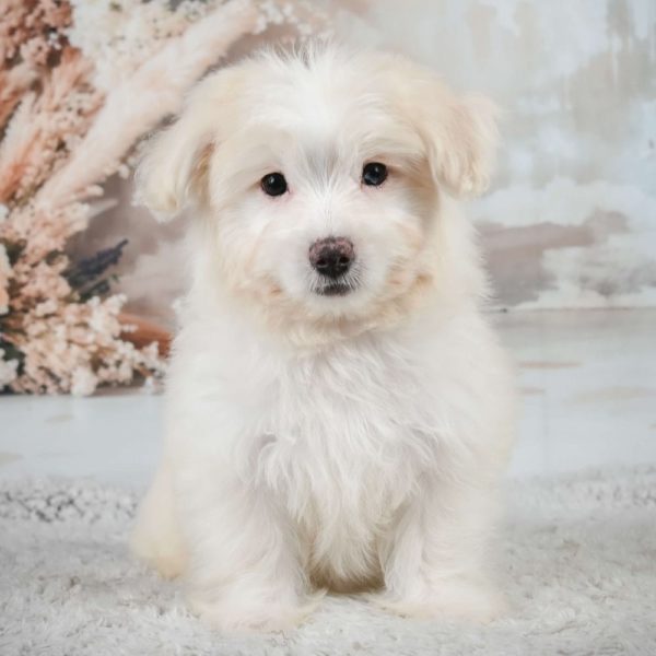 F1 Maltipoo Puppy for Sale