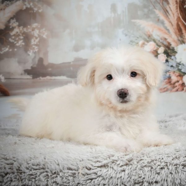 F1 Maltipoo Puppy for Sale