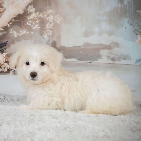 F1 Maltipoo Puppy for Sale