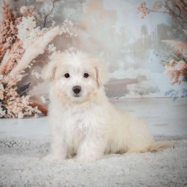 F1 Maltipoo Puppy for Sale