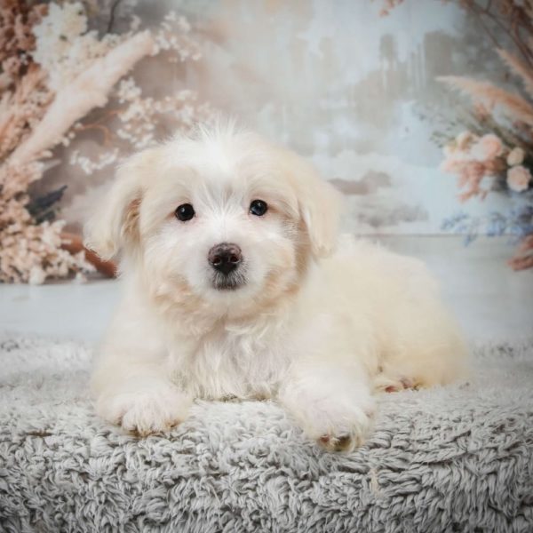 F1 Maltipoo Puppy for Sale