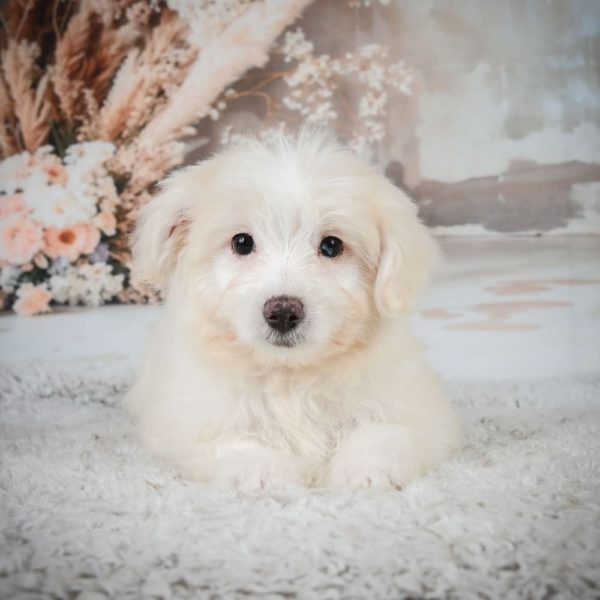 F1 Maltipoo Puppy for Sale