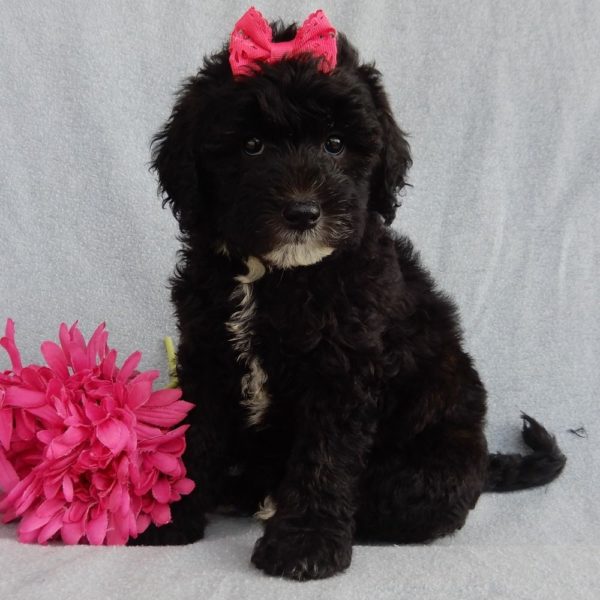 F1b Mini Sheepadoodle Puppy for Sale