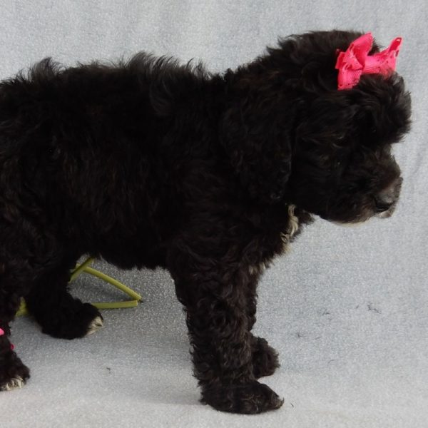 F1b Mini Sheepadoodle Puppy for Sale