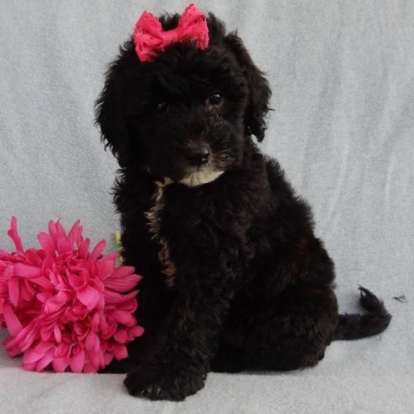 F1b Mini Sheepadoodle Puppy for Sale