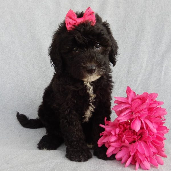 F1b Mini Sheepadoodle Puppy for Sale