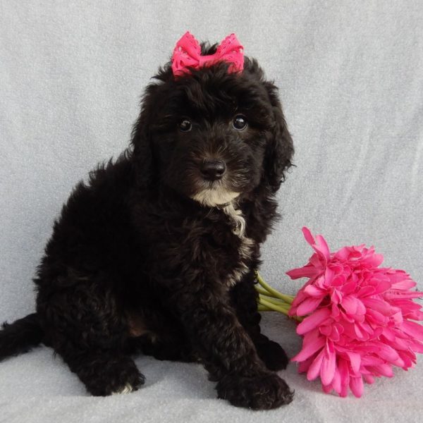 F1b Mini Sheepadoodle Puppy for Sale