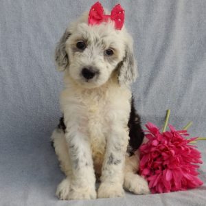 F1b Mini Sheepadoodle Puppy for Sale